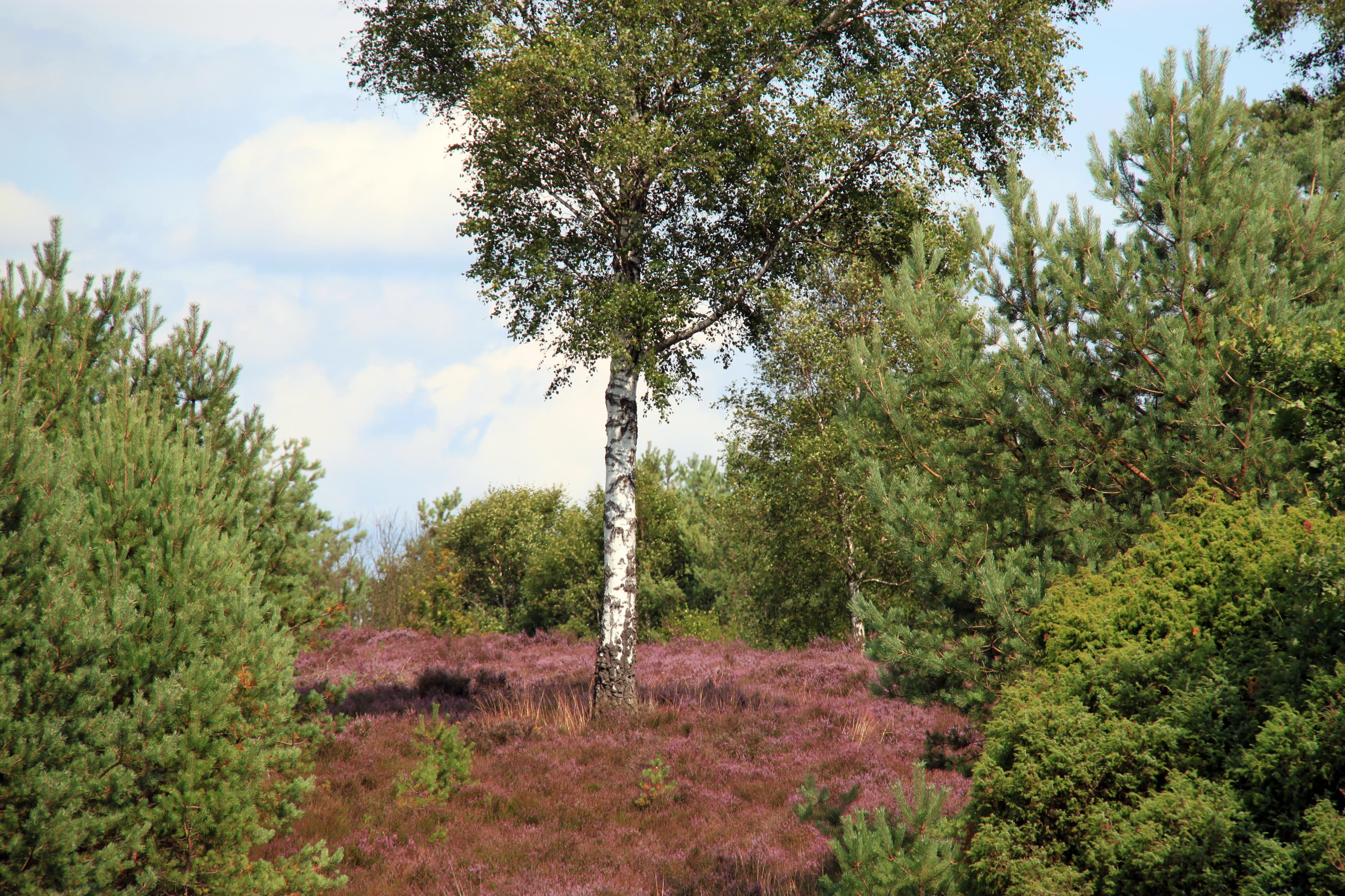 Timmerloher Heide