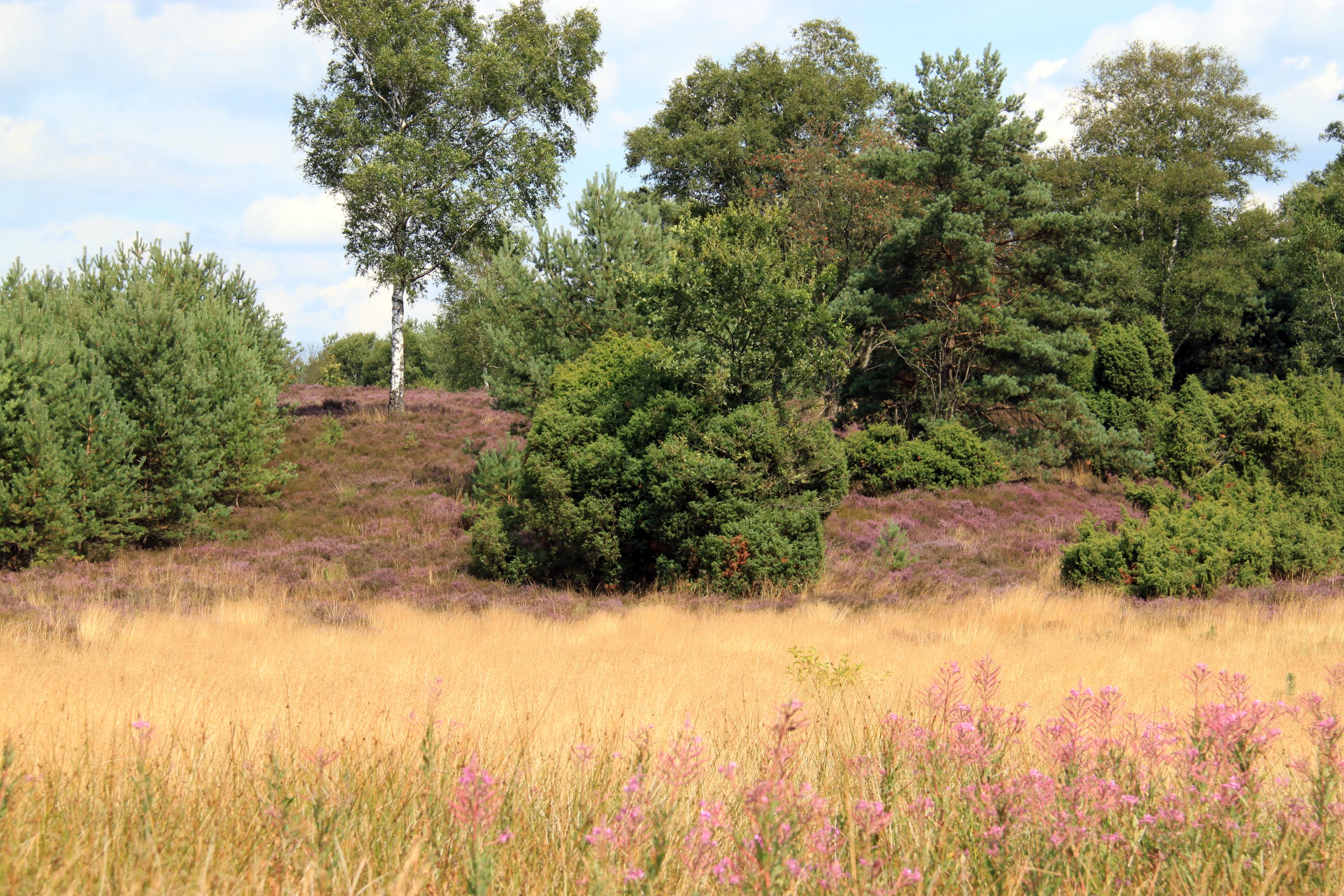 Timmerloher Heide