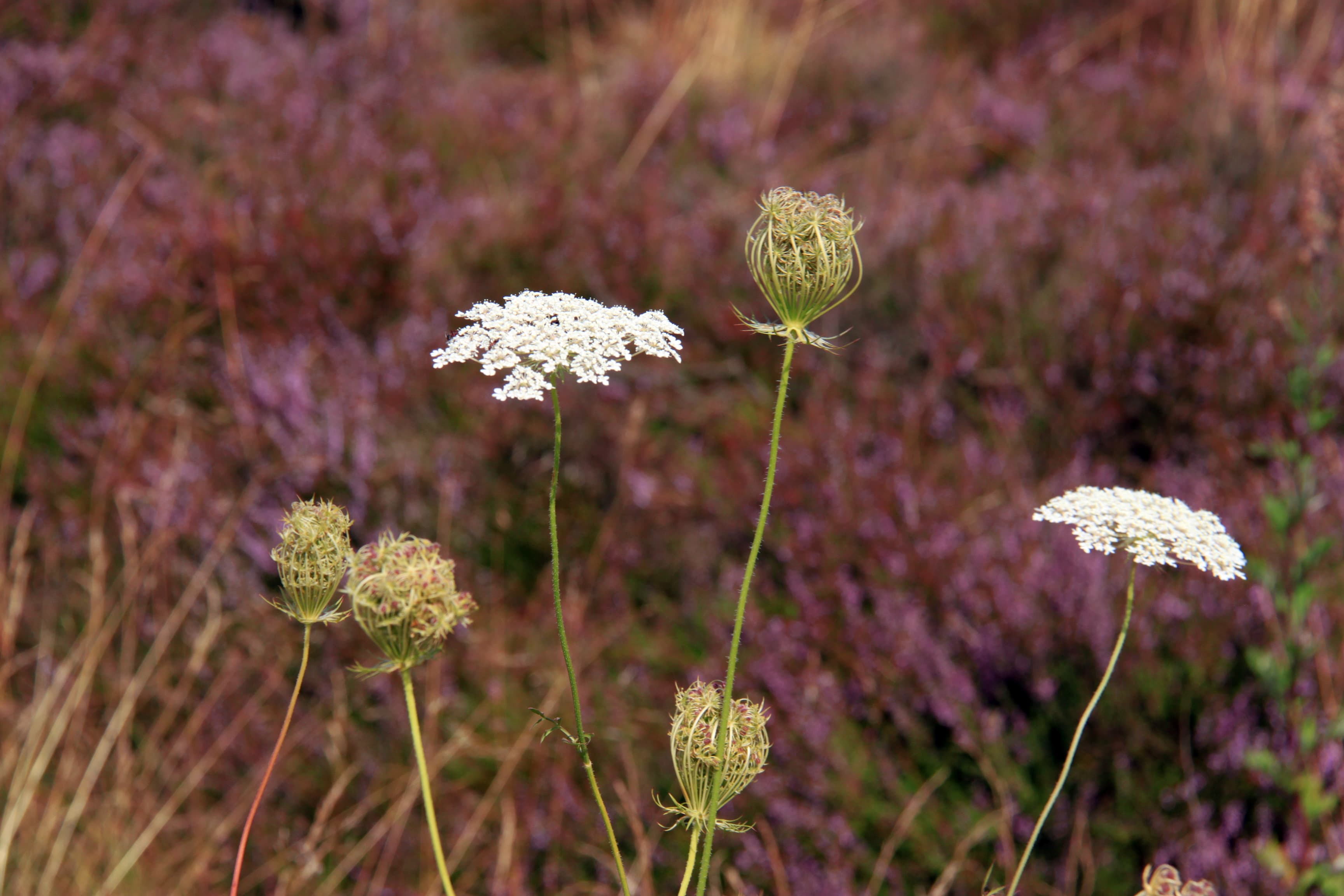 Timmerloher Heide