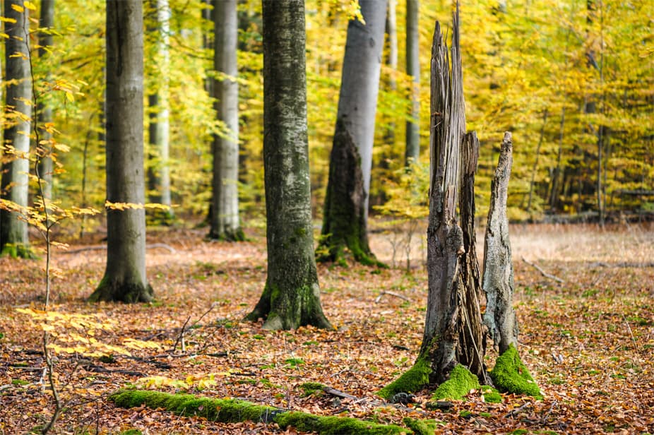 Der Lüßwald bei Unterlüß im Herbst