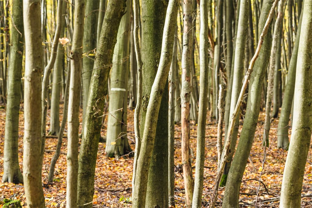Luesswald, der Urwald in der Lueneburger Heide bei Unterluess