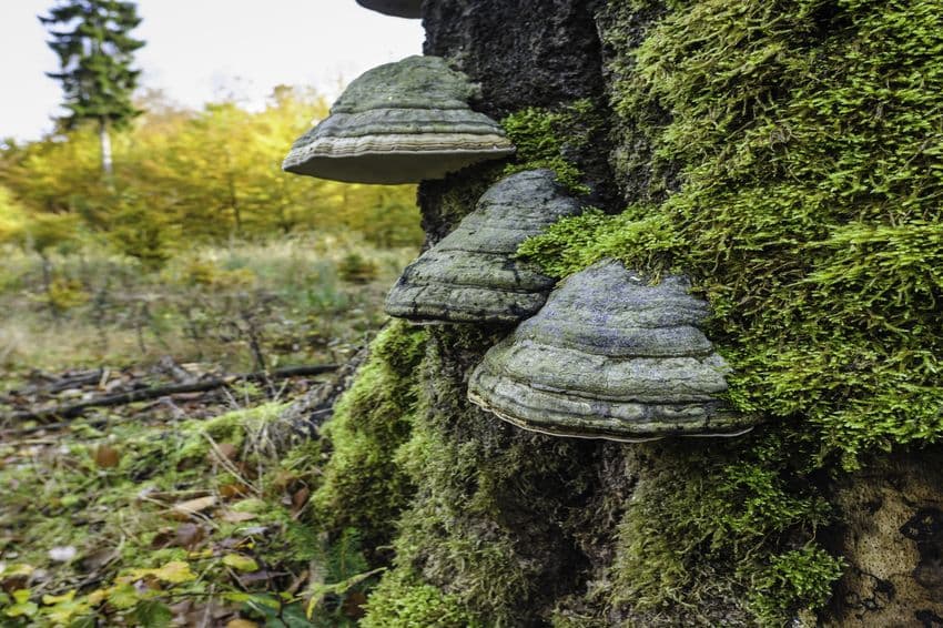 Lüßwald Unterlüß