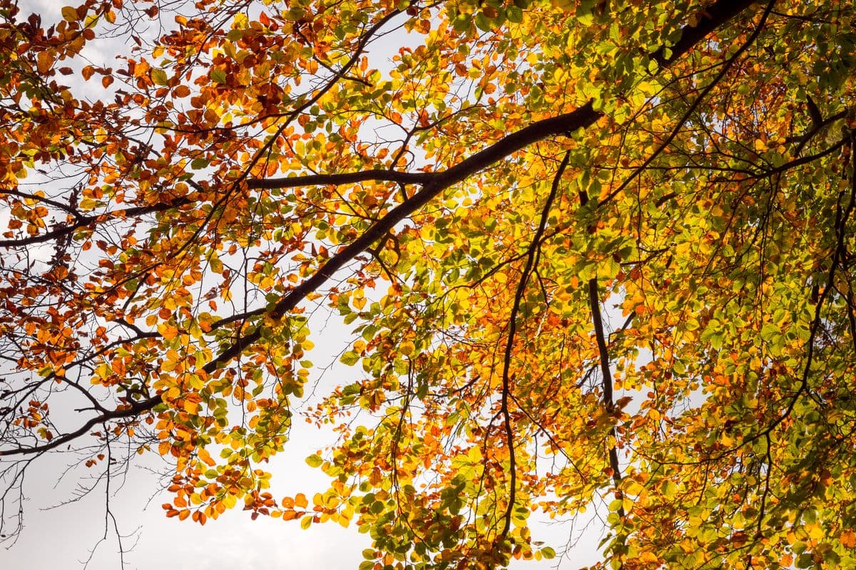 Bunte Laubfärbung im Lüßwald