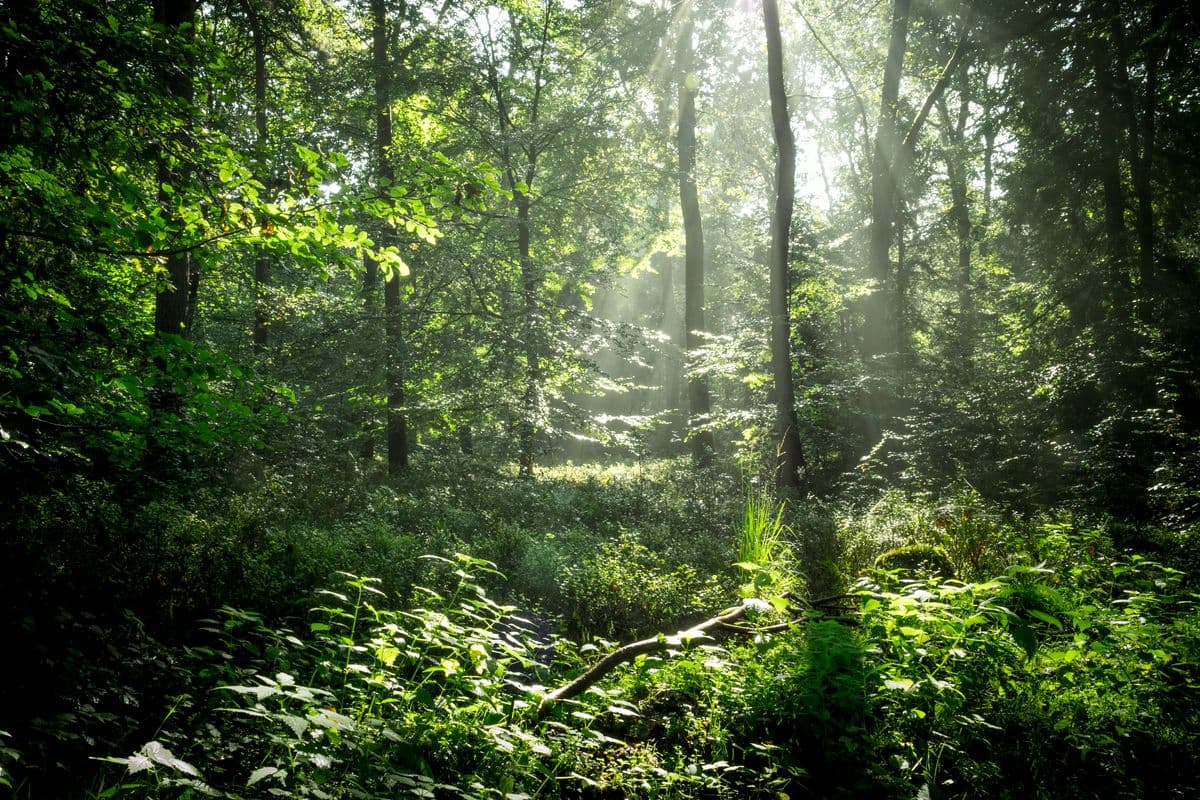 Sonnenstrahlen Lüßwald Südheide