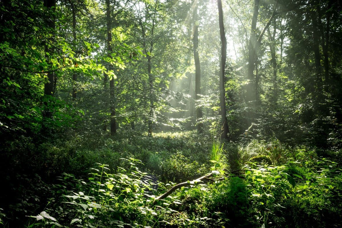 Sonnenstrahlen im Lüßwald