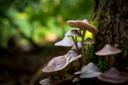 Pilze im Wald in der Südheide
