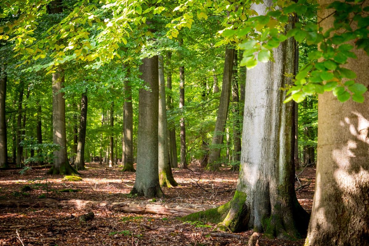 Laubwald in der Südheide