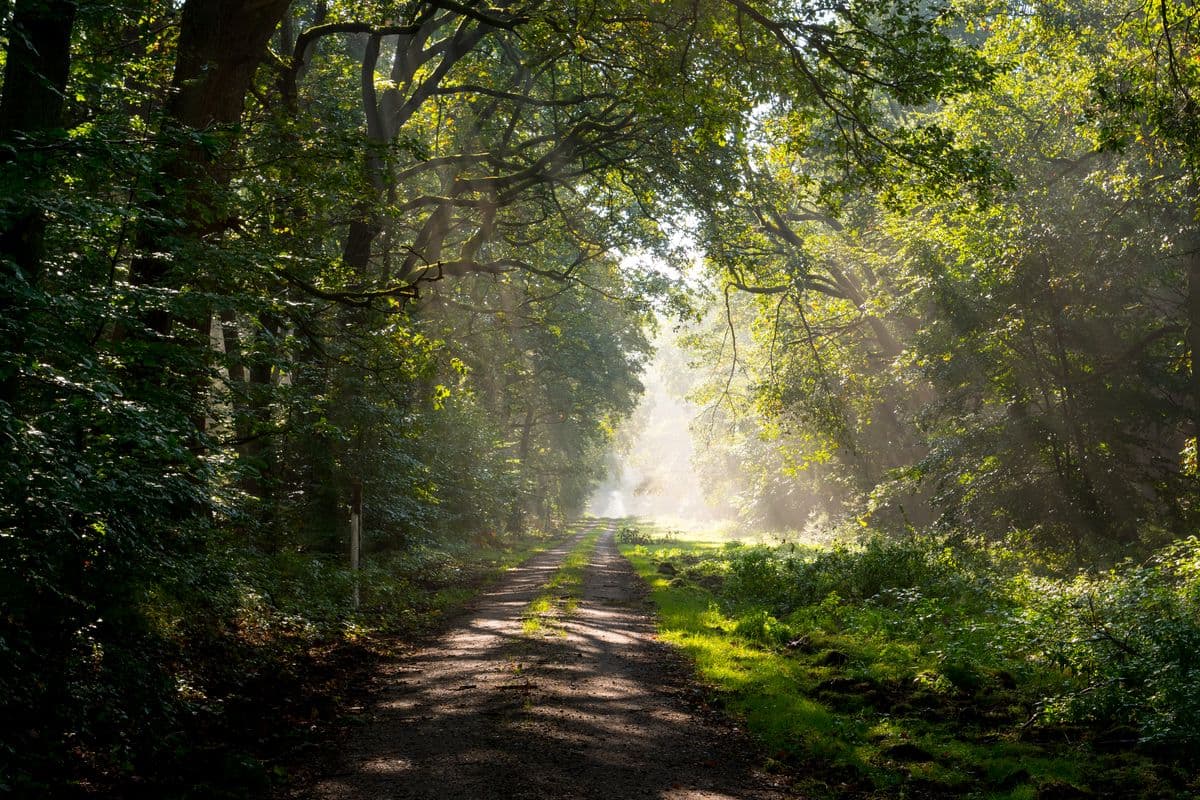 Lüßwald bei Unterlüß