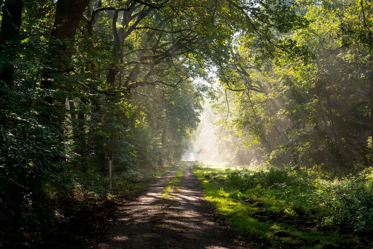 Romantischer Weg durch den Lüßwald