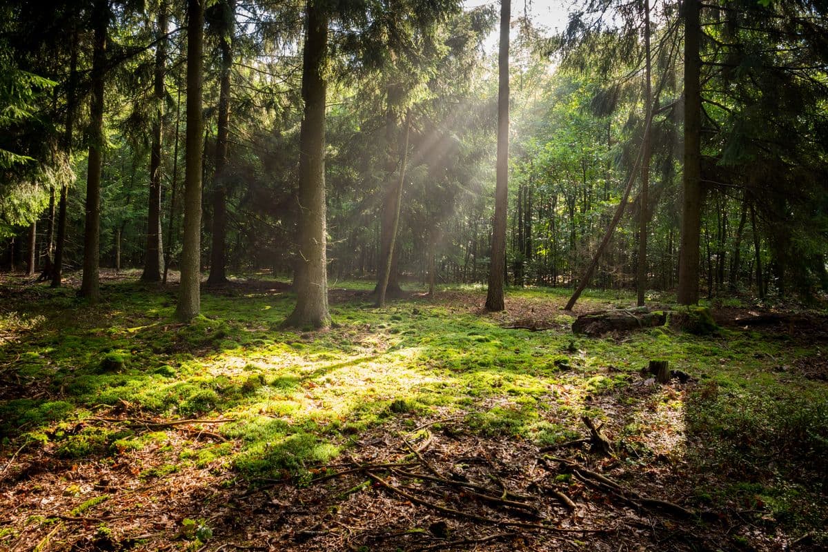 Nadelwald in der Südheide