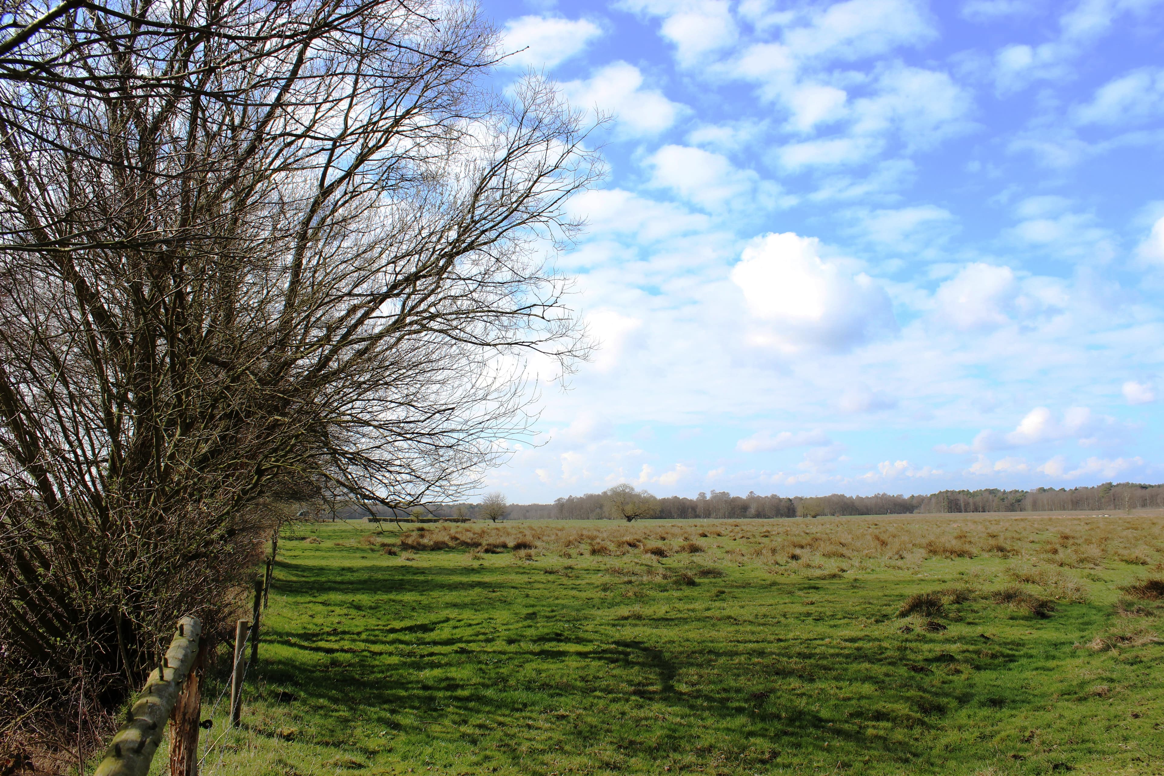 Großes Evestorfer Moor Grünweiden