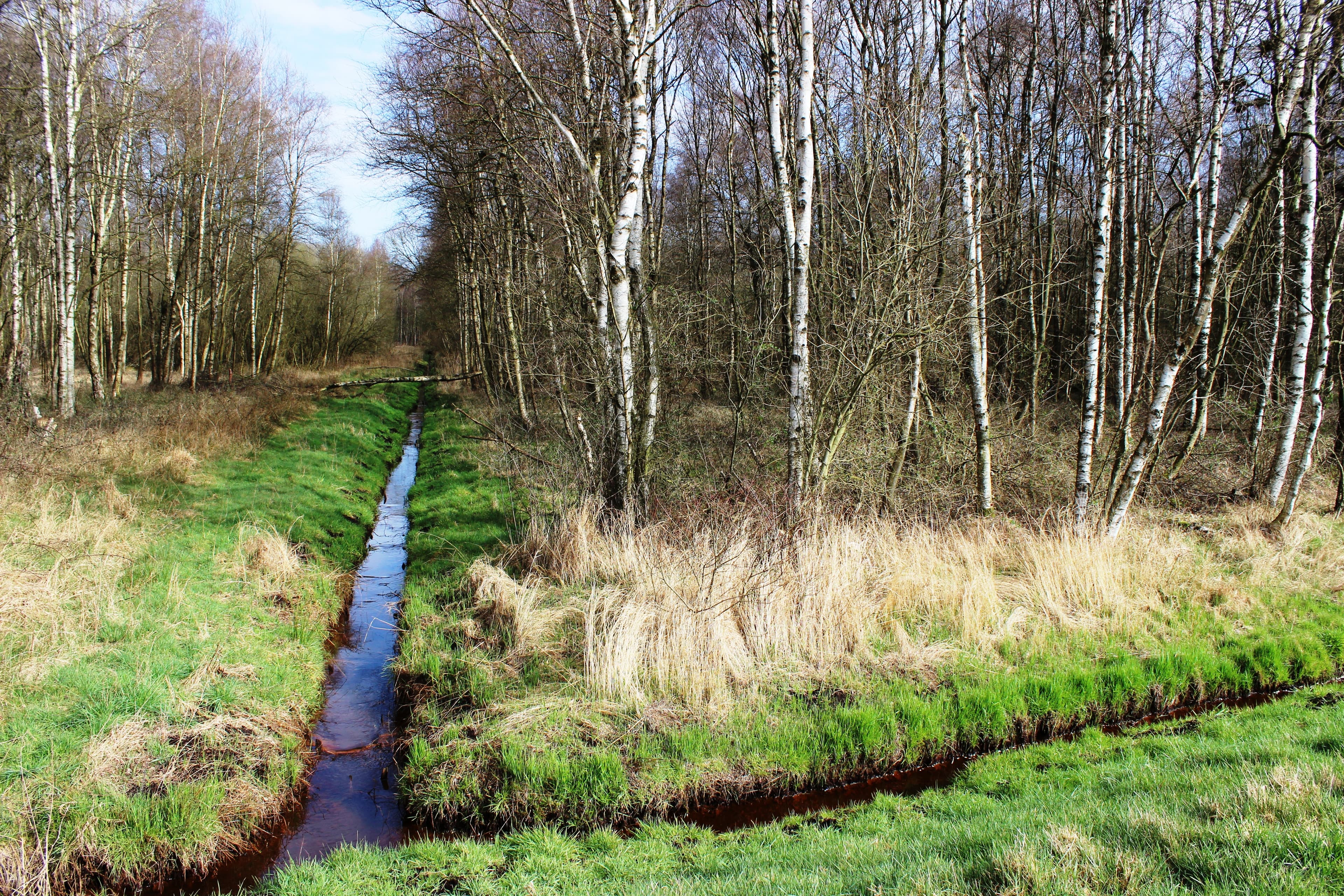 Großes Evestorfer Moor Moorgewässer