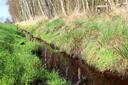 Großes Evestorfer Moor Moorgewässer mit Wollgras