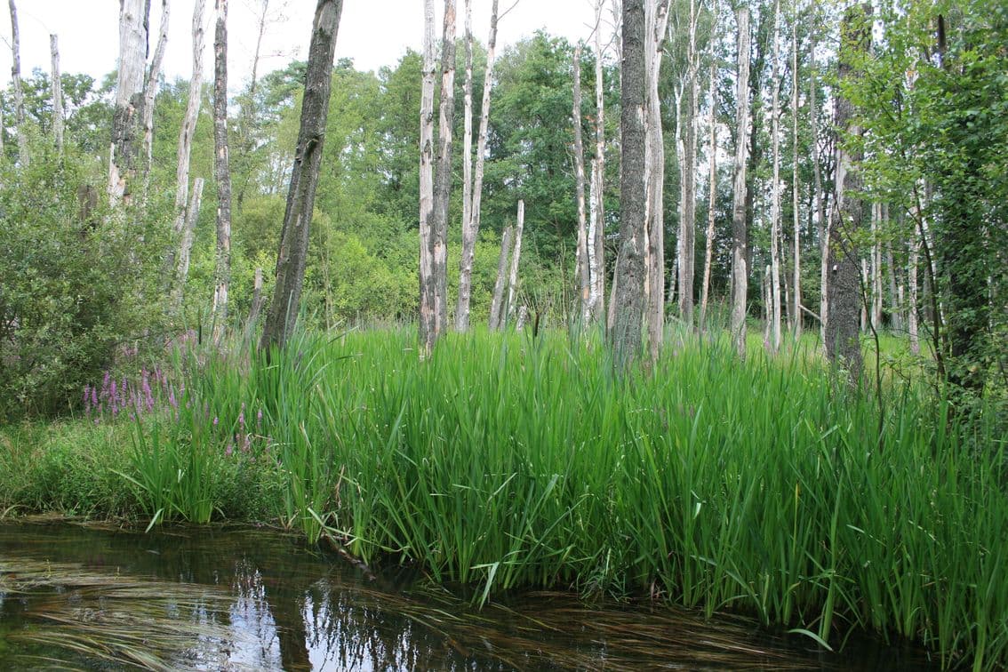 Bruchwald an der Lutter