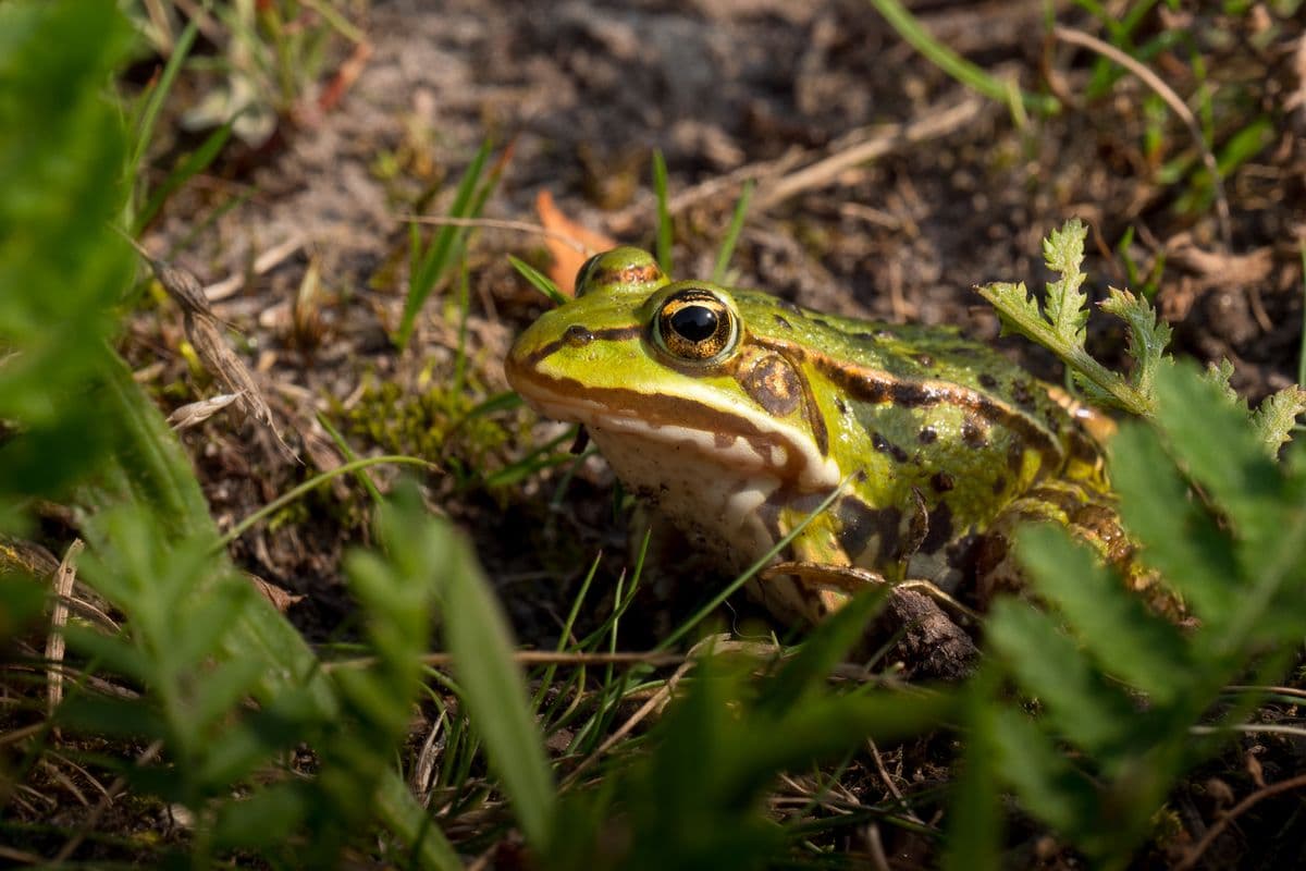 Frosch am Ufer Lutter