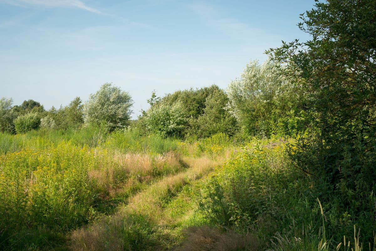 Blühende Wiese an der Lutter