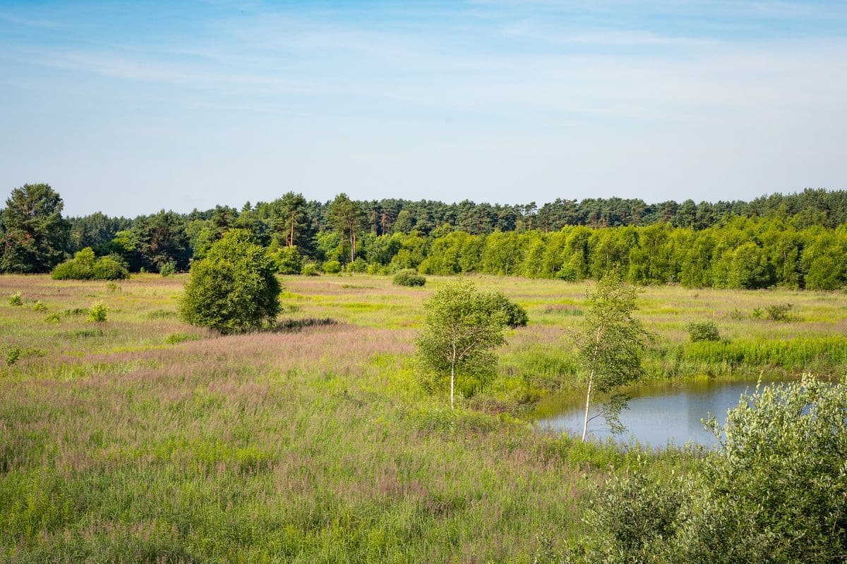 Wiesen am Lutter-Radwanderweg