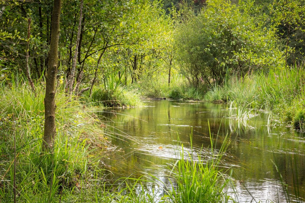 Heidebach Lutter