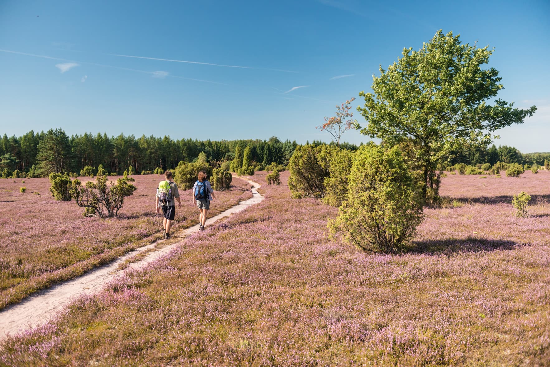 Wacholderwald bei Schmarbeck