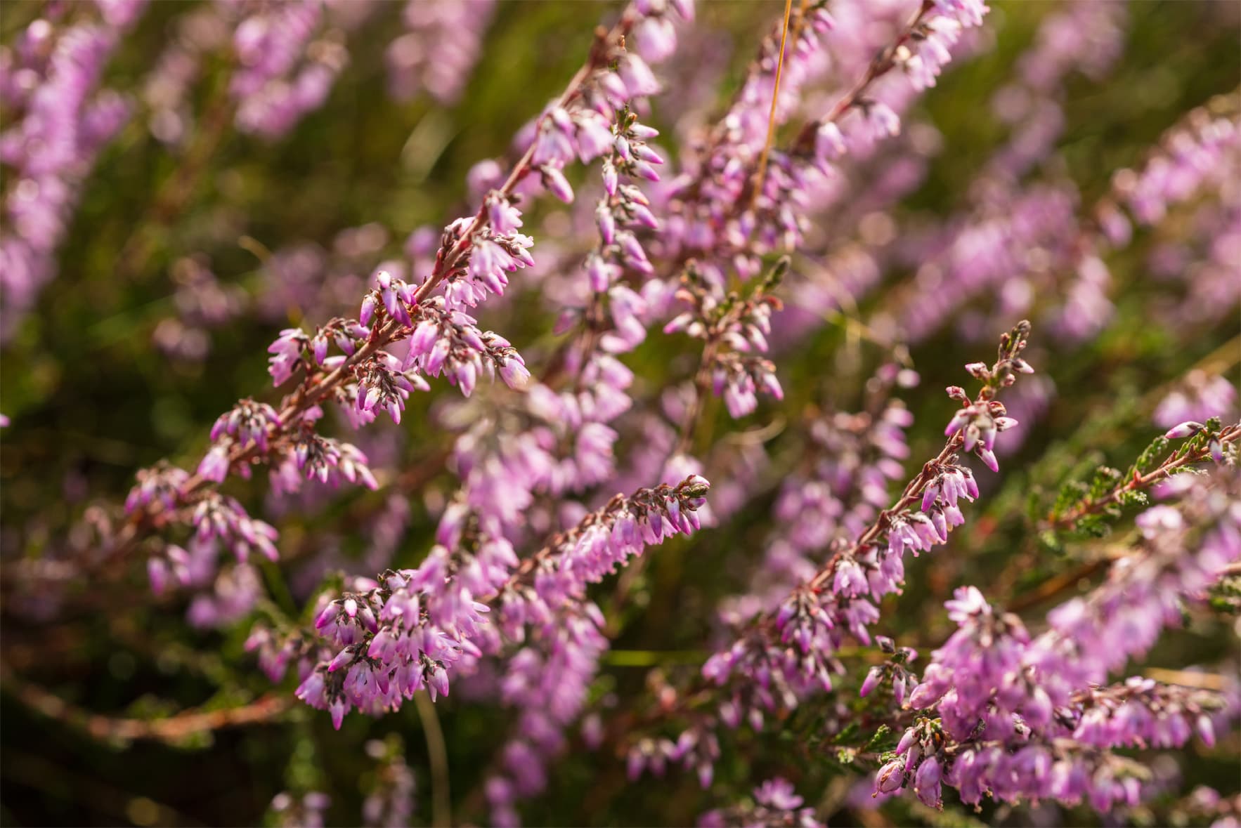 Besenheide in voller Blüte