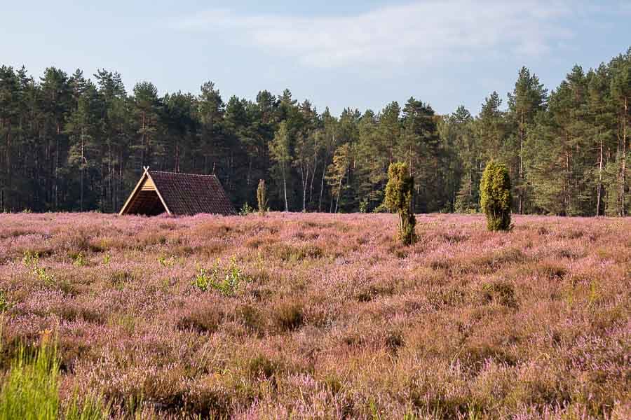 Die Heidefläche Tannrähm bei Suderburg