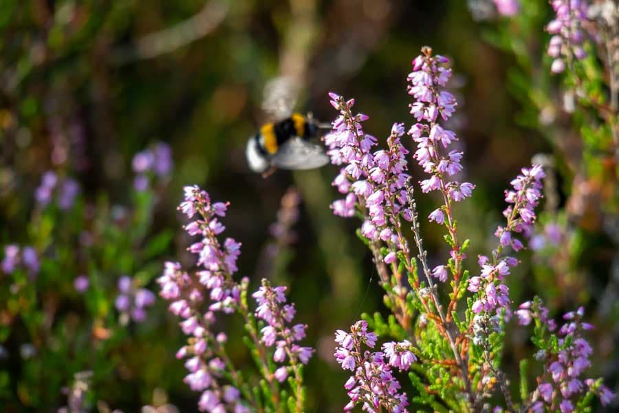 Hummel während der Heideblüte