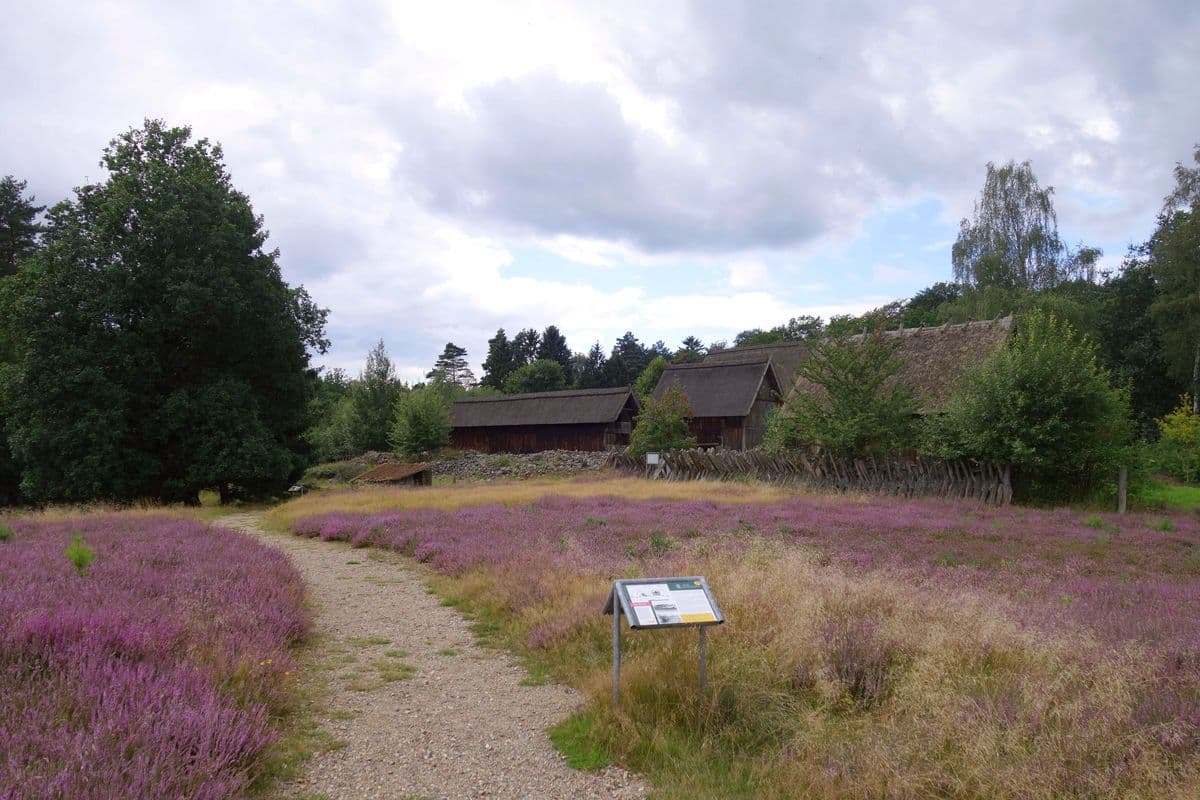 Heidefläche in Hösseringen 4