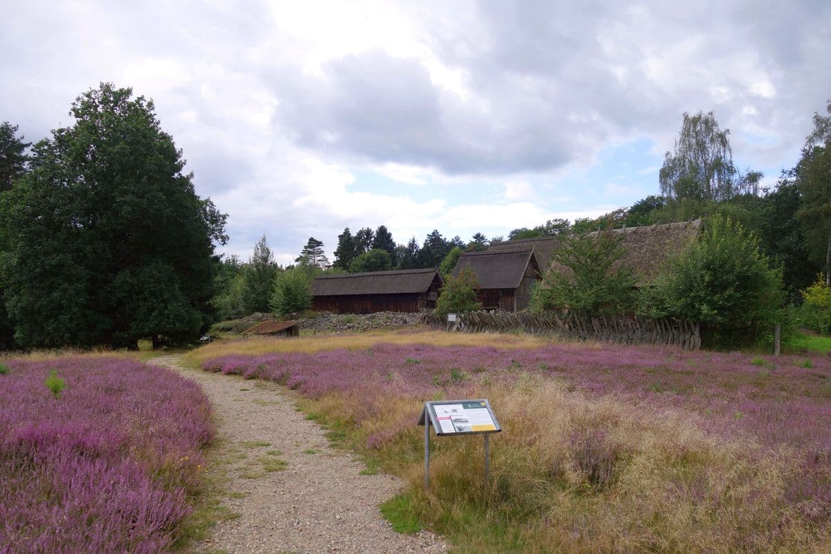 Heidefläche in Hösseringen