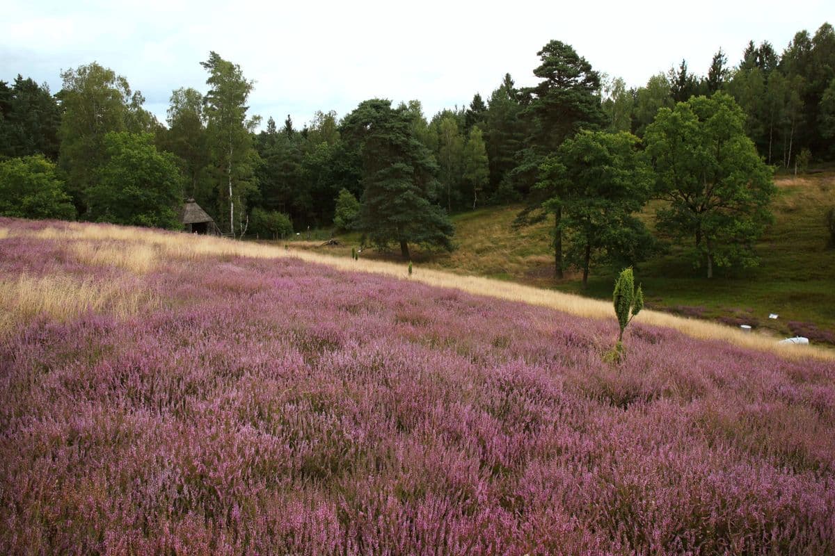 Heidefläche in Hösseringen