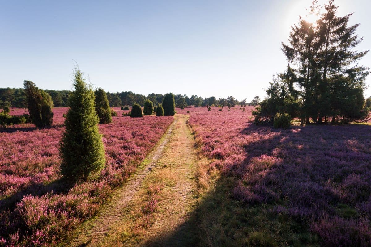 Wanderweg durch die blühende Heide