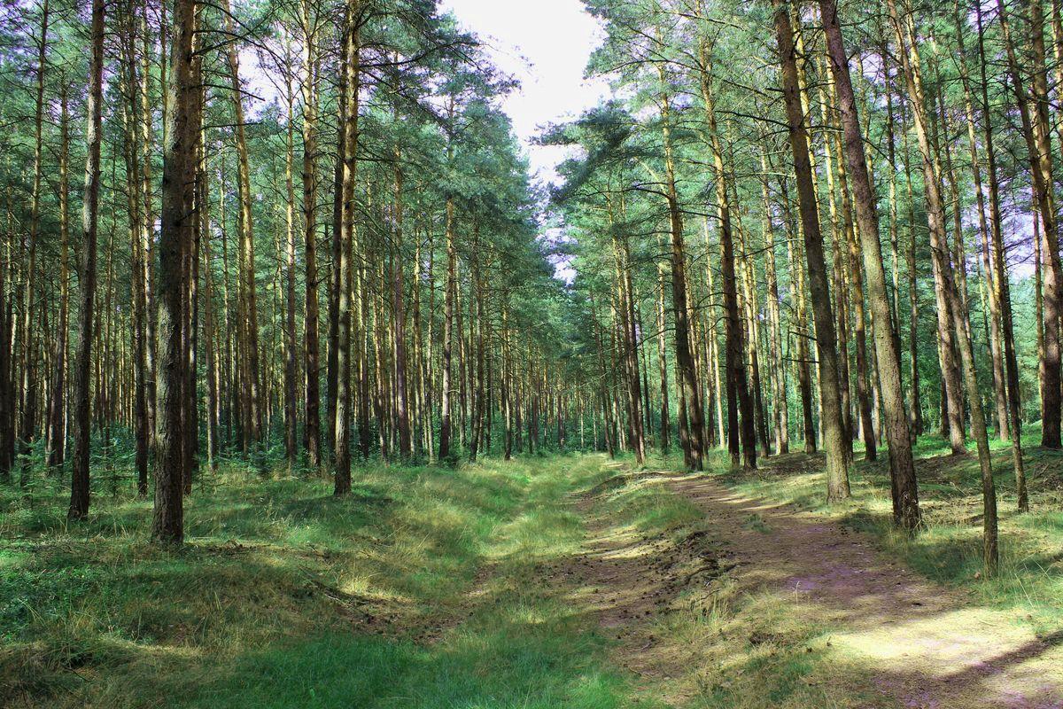 Wald am Hausselberg bei Müden (Örtze), Hermannsburg, Naturpark Südheide