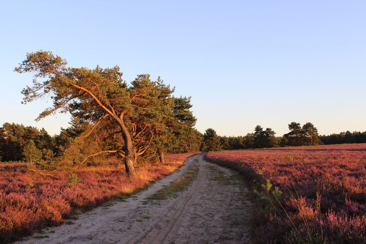 Heide am Hausselberg, Müden (Örtze), 24.08.