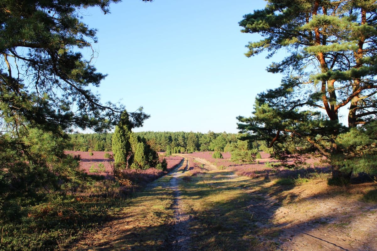 Heidefläche am Hausselberg bei Müden (Örtze), Hermannsburg, Naturpark Südheide