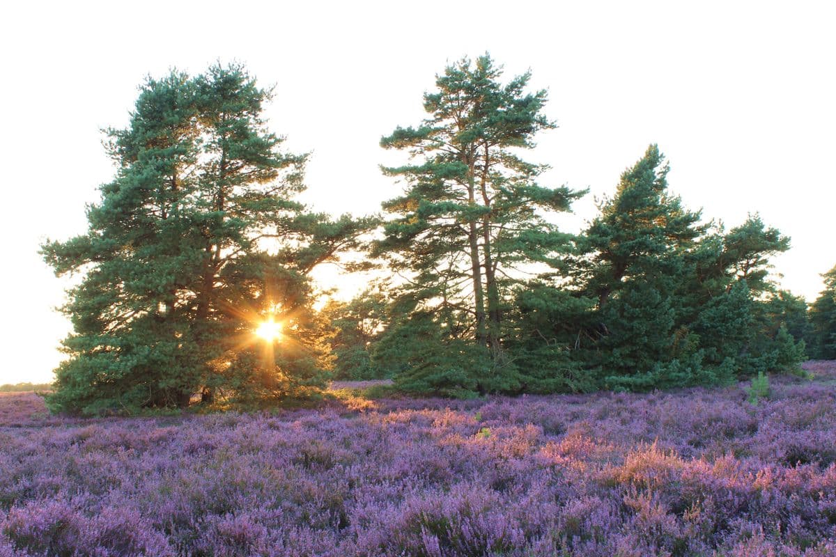 Sonnenuntergang am Hausselberg bei Müden (Örtze)