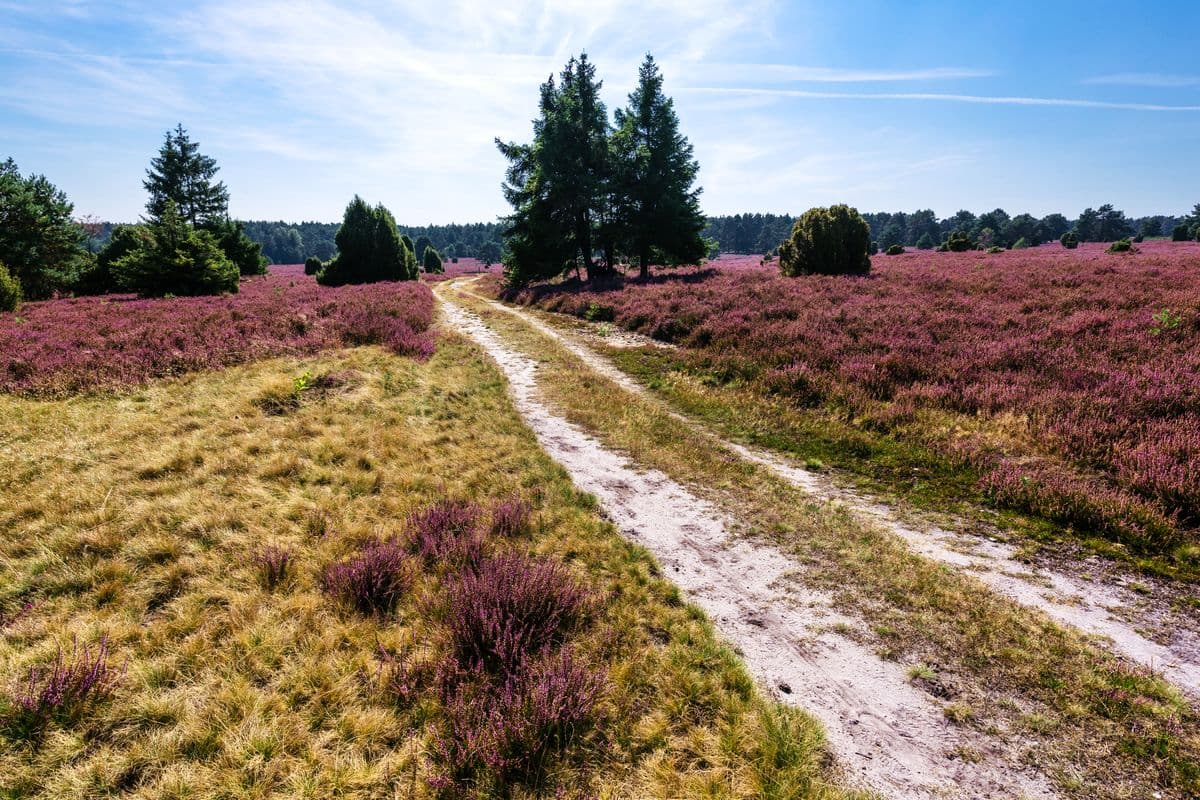 Wanderweg durch die Heide am Hausselberg