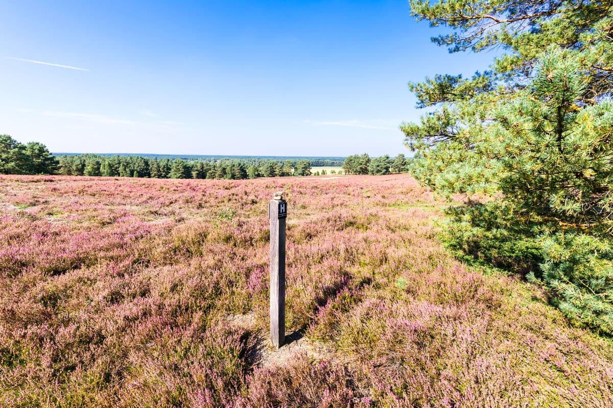 Heidschnuckenweg am Hausselberg