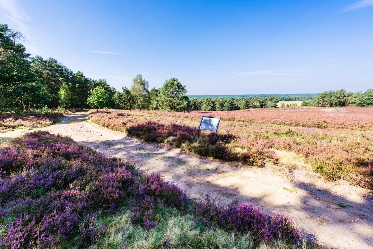 Heide am Hausselberg bei Müden (Örtze)