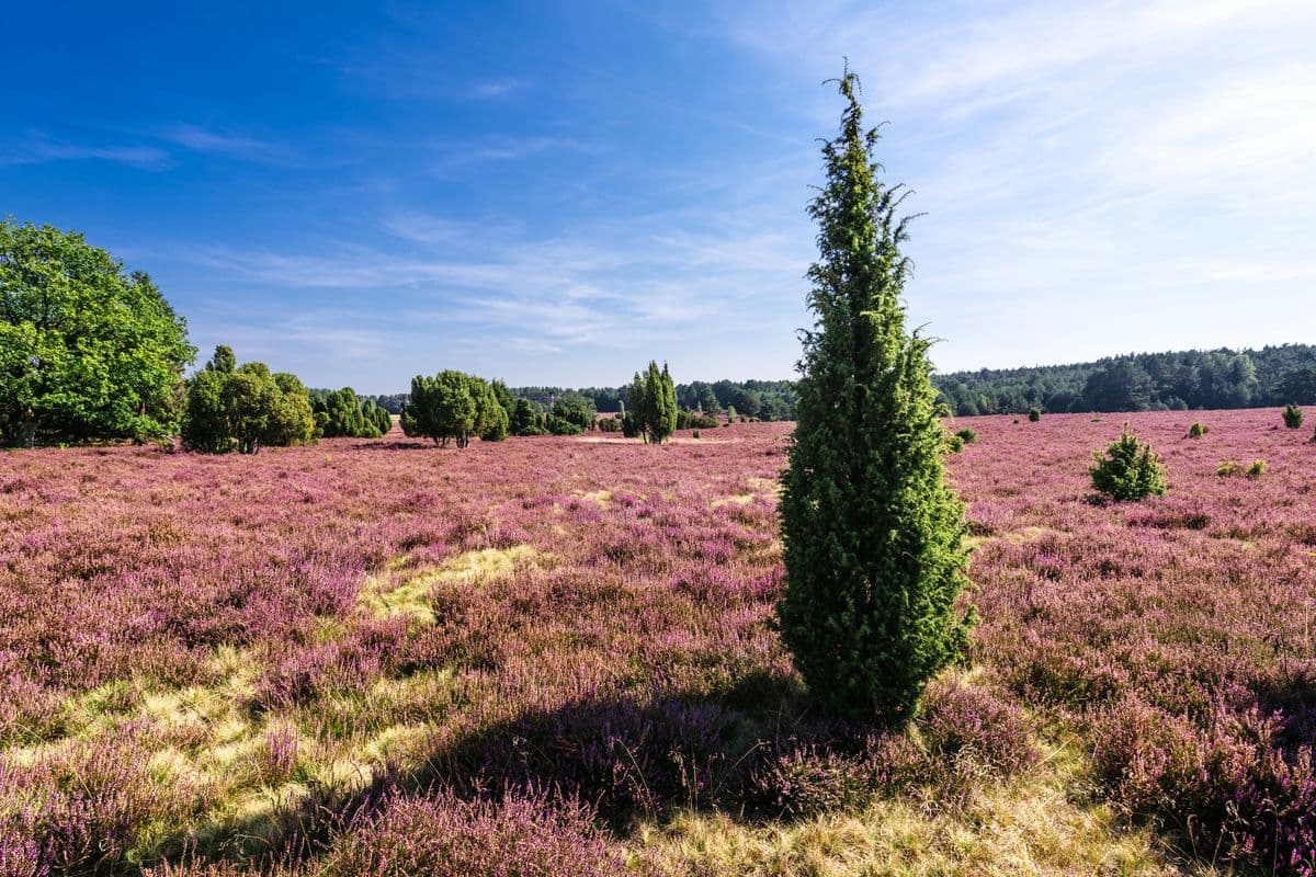 blühende Heide am Hausselberg