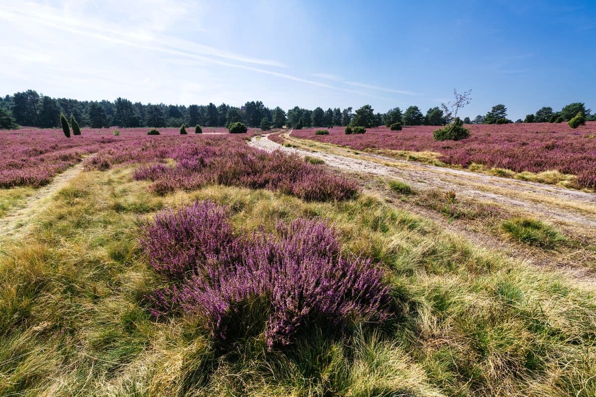 Wanderweg durch die Heide am Hausselberg