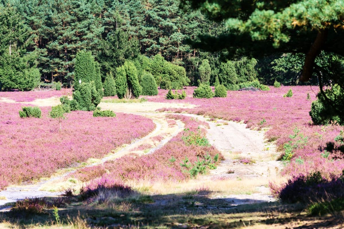 Wanderweg durch die Heide am Hausselberg