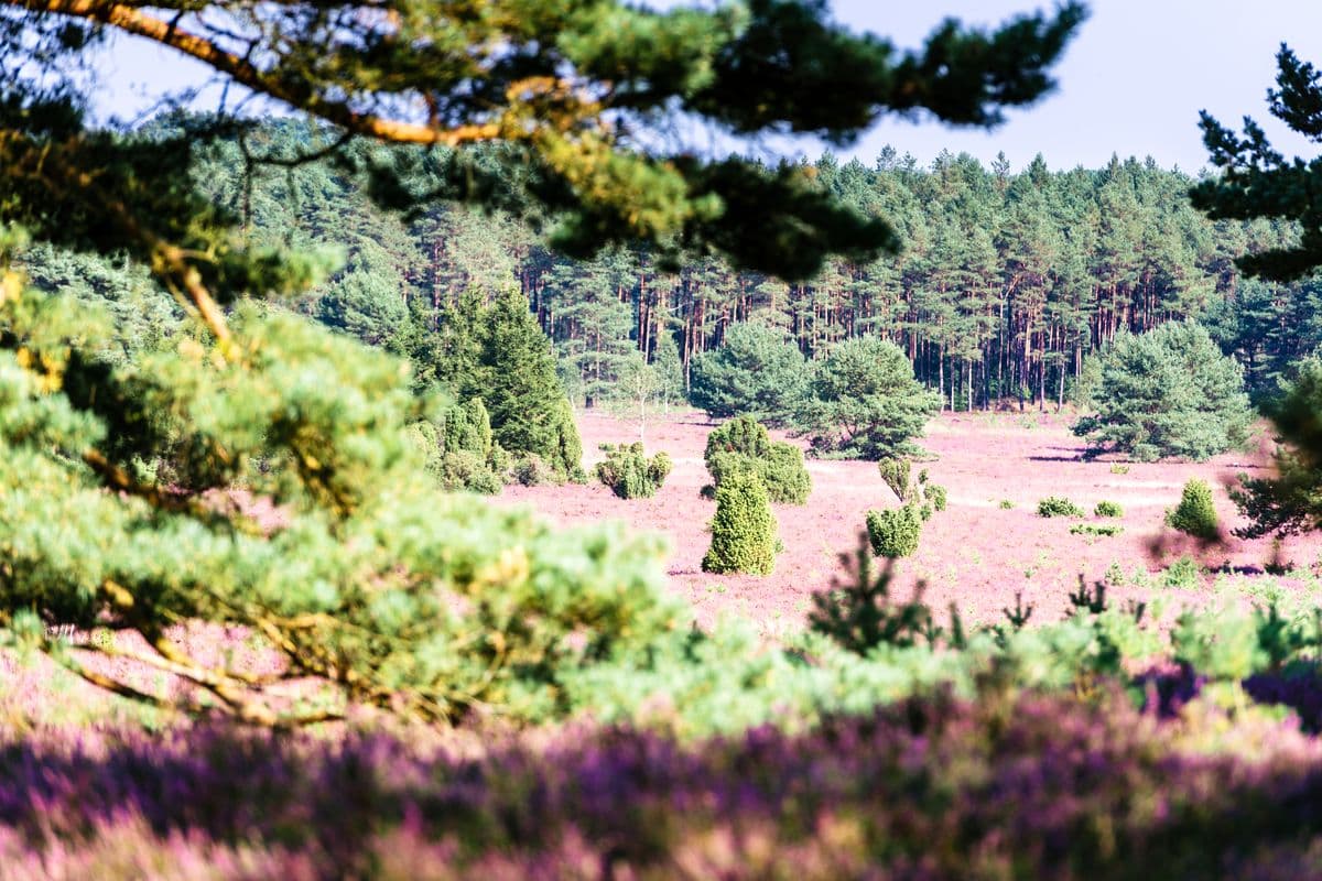 Wald am Hausselberg bei Müden (Örtze)