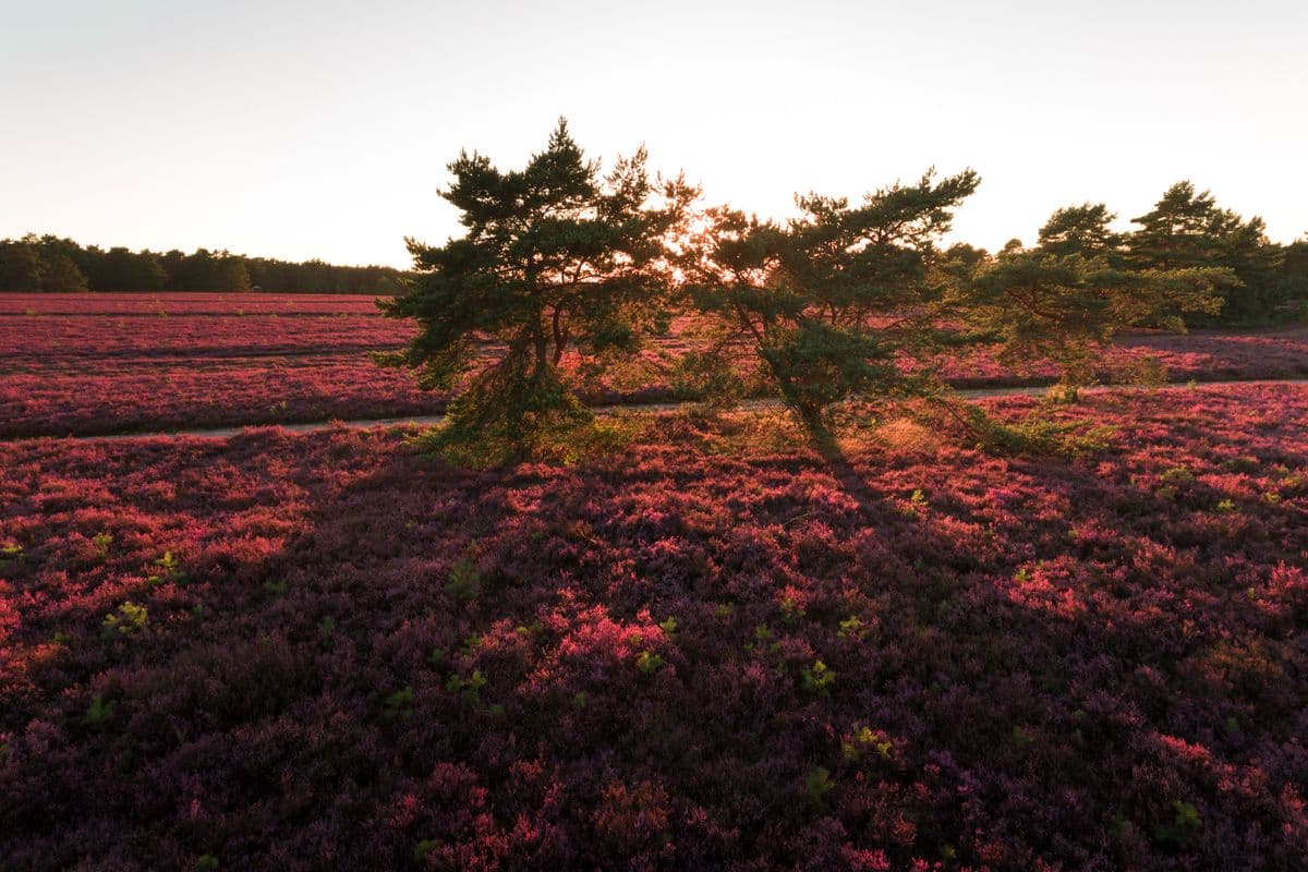 Sonnenuntergang am Hausselberg bei Müden (Örtze)