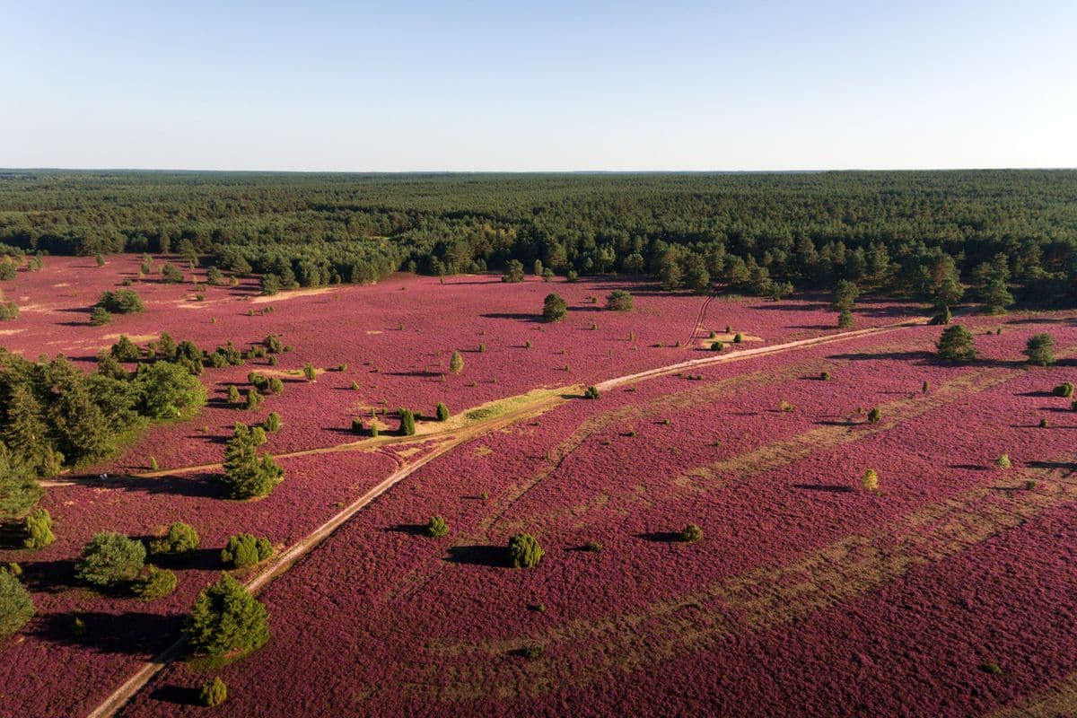 Luftaufnahme der blühenden Heide