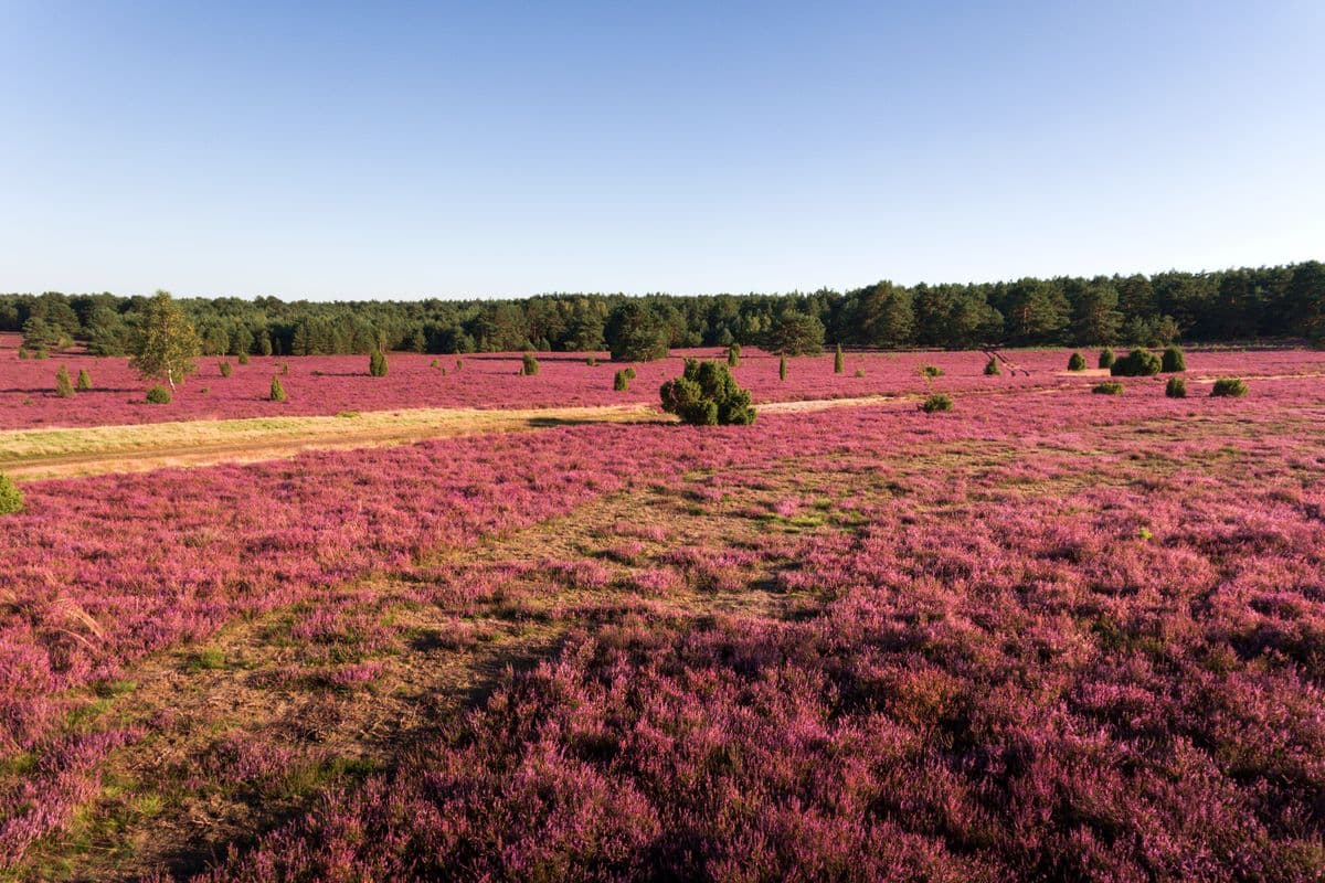 blühende Heide am Hausselberg