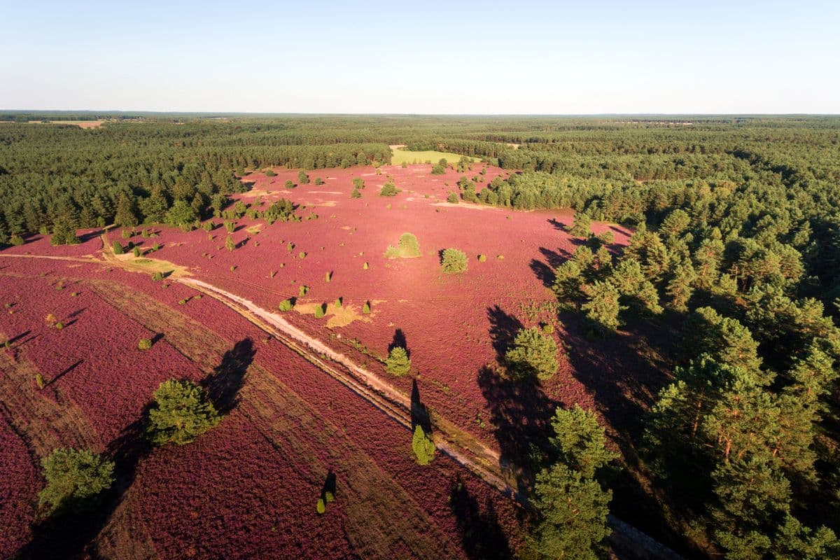 Luftaufnahme der blühenden Heide