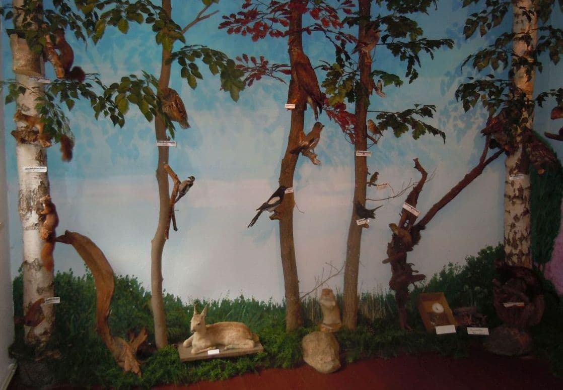 An der Waldwand zeigen Tierpräparate die Vielfalt unseres Waldes.