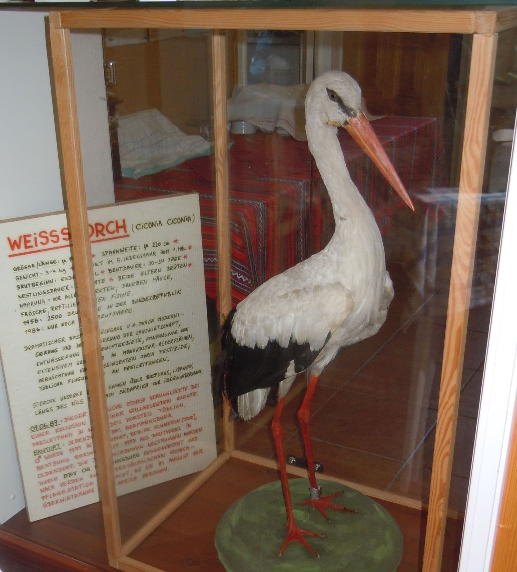 Dies ist der letzte Storch, der in Oldendorf zu Hause war.