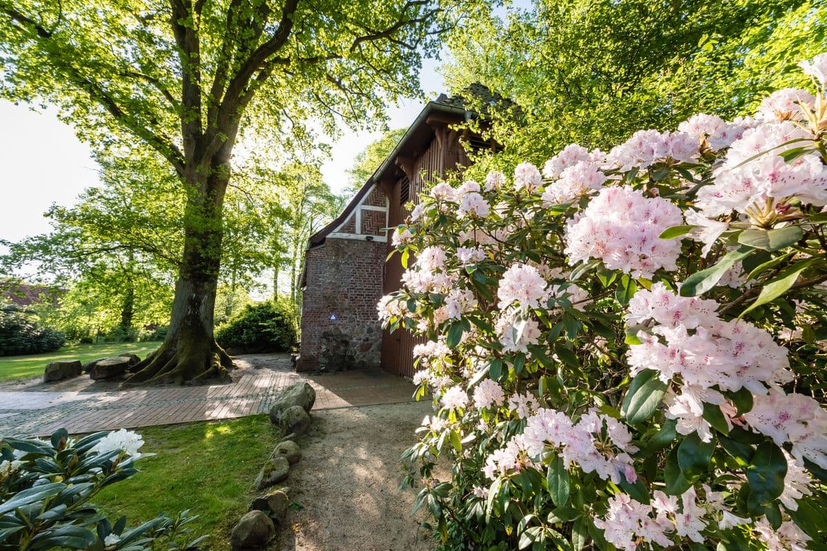 rosa blühender Rhododendron vor der Feldsteinkirche