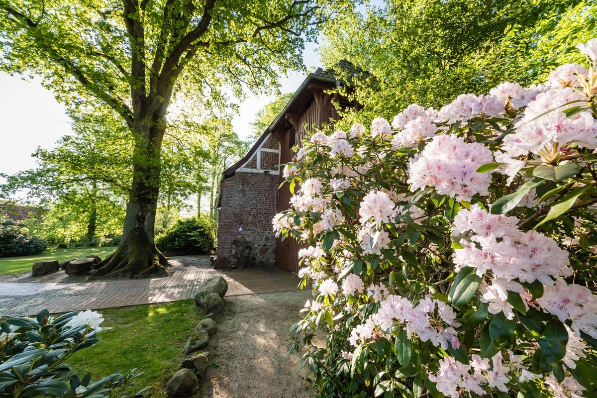 Rhododendron vor der Kirche