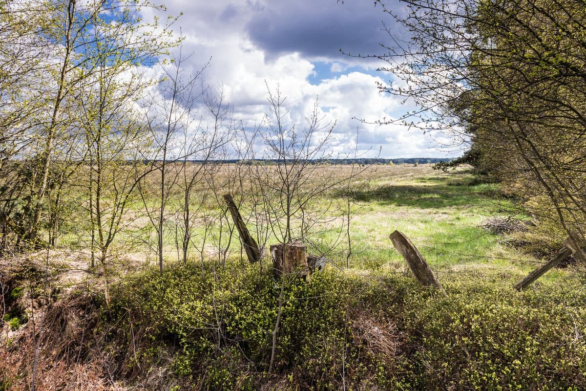 Becklinger Moor bei Becklingen